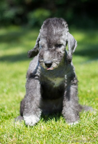 2014-07-03 Cherry-6878.jpg